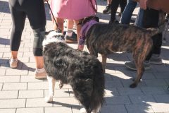 Broschtkriibslaf 2024